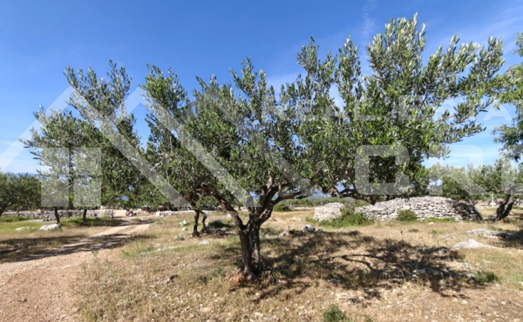  Large agricultural land with a countryside house, in Supetar, for sale (6)