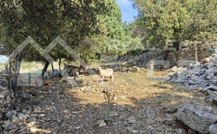  Large agricultural land with a countryside house, in Supetar, for sale (7)